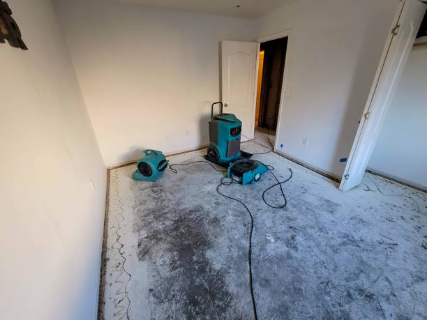 Best Mold removal after water damage  in Lynwood, IL
